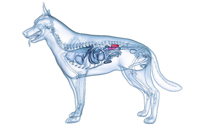 Saúde renal nos cães Saúde renal nos cães